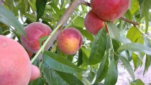 Персик Карла. Peach Carla. Новый, ранний сорт. Качественный и вкусный! Отзыв и видео от Макси Сад