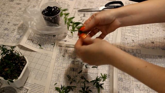 Обрезка и укоренение мирта. ??? [Надежда и мир] смотреть онлайн