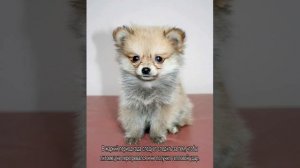 Смесь чихуахуа и шпица: описание породы собак