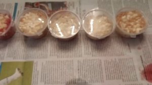 Опарыш белый. Продажа живых насадок.