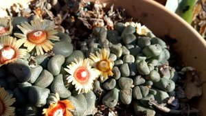 Aloinopsis schooneesii in bloom Succulent 🌈😀
