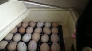 Просвечиваем куриные яйца и убираем болтуны из инкубатора.
