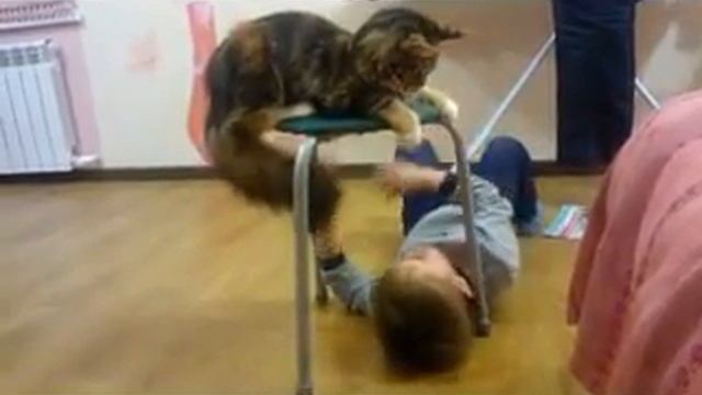 Мейн кун и ребёнок. Питомник кошек_MisterCoon смотреть онлайн