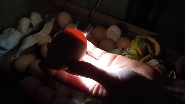 инкубация бройлеров подходит к концу. подводим Предворительный итог потерь смотреть онлайн