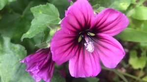 Malva gigante (Malva arborea)