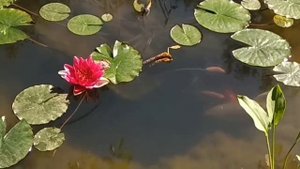 кометы в пруду