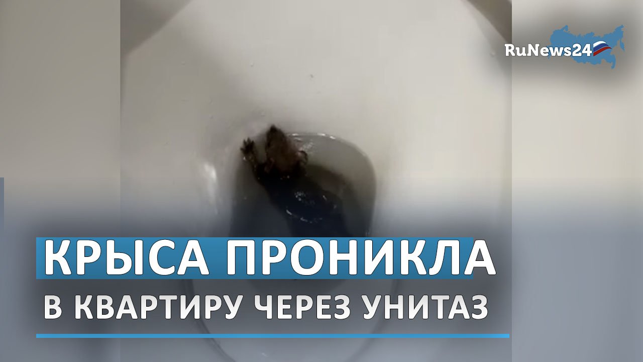 Крыса в туалете что делать