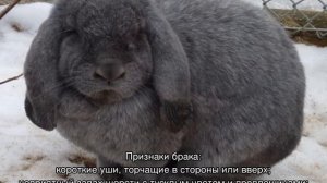 Кролик баран: характеристика французской породы, разведение и содержание