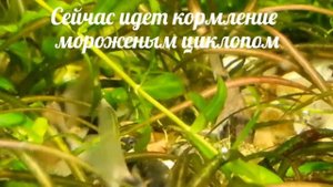 Коридорас панда, Сомик панда (Corydoras panda)