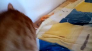 У кота наступило половое созревание. Берегись!)))