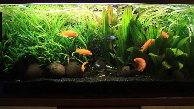 Жизнь в аквариуме. Три недели без подмены воды, водоросли на стекле, заросли лимонника. смотреть онлайн