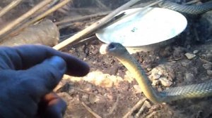 Черная мамба в террариуме