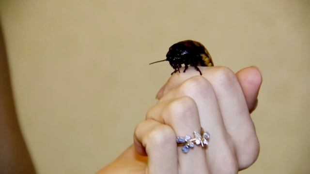 Домашняя экзотика смотреть онлайн