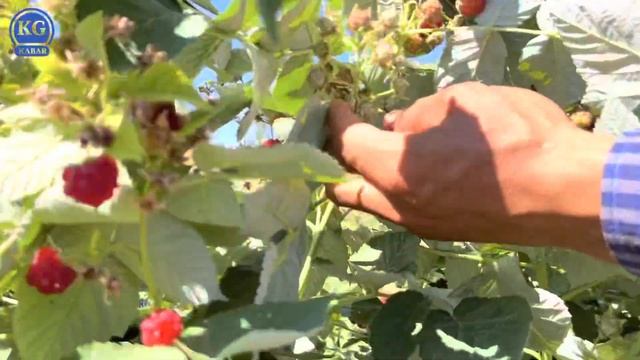 Кубан байкенин МАЛИНА багы || ЕВРОПАДАН КӨЧӨТТӨРГӨ ЗАКАЗ АЛАБЫЗ || малинанын көчөттөрү сатылат смотреть онлайн