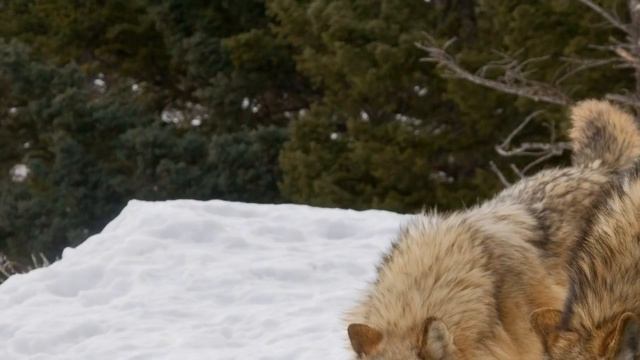 "Мага уводит стаю" "Мага уводит стаю" Потиевский Виктор смотреть онлайн