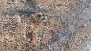 ? КАК СДЕЛАТЬ БЕРНАУТ НА АЛЬФЕ? БЕРНАУТ НА АЛЬФЕ! КАК СДЕЛАТЬ БЕРНАУТ НА МОТОЦИКЛЕ!