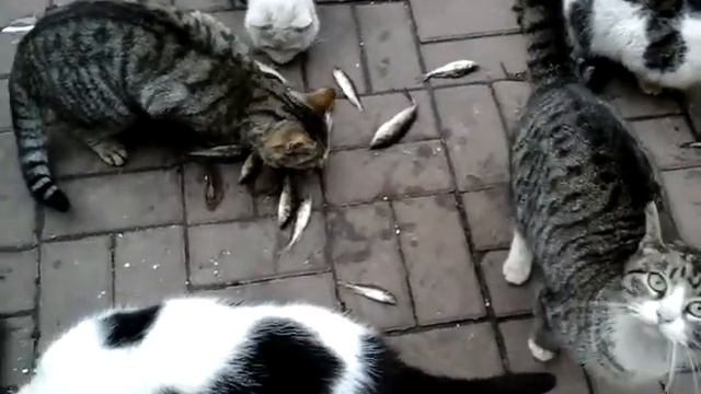 Рыбак рыбака видит издалека...или кормёжка котов в петербуржском дворике на Б.Морской