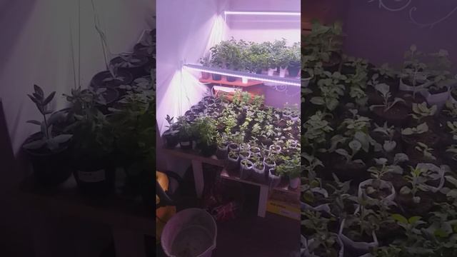Петуния / Бизнес на рассаде в домашних условиях.