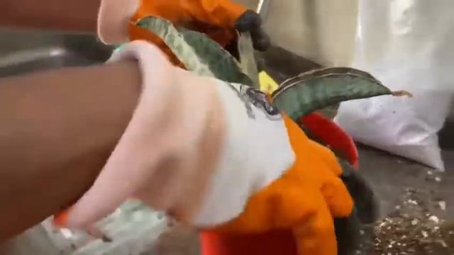 Sansevieria Kirkii Silver Blue: Online Purchase, Repotting, soil mix, maintenance and propagation смотреть онлайн