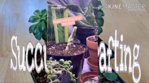 Succulent grafting | credits to the owner