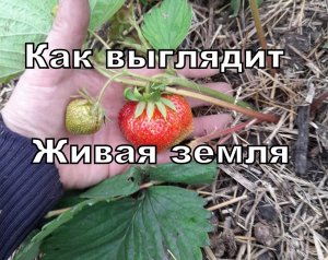 Живая земля