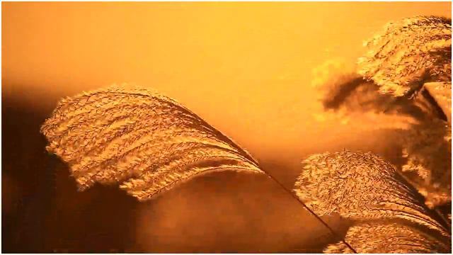 만경강변 억새 смотреть онлайн