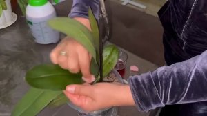 ОРХИДЕЯ 🌱УХОД /Орхидея гулини парваришлаш ва витаминли сув бн озиклантиииш#орхидеидома#орхидеяуход