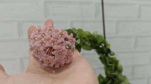 цветение хойи компакты