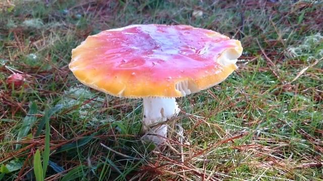 Amanita muscaria