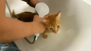 Как помыть кота? У нас получилось!