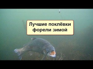 Лучшие поклёвки форели зимой снятые на подводную камеру FocusFish, подводные съёмки