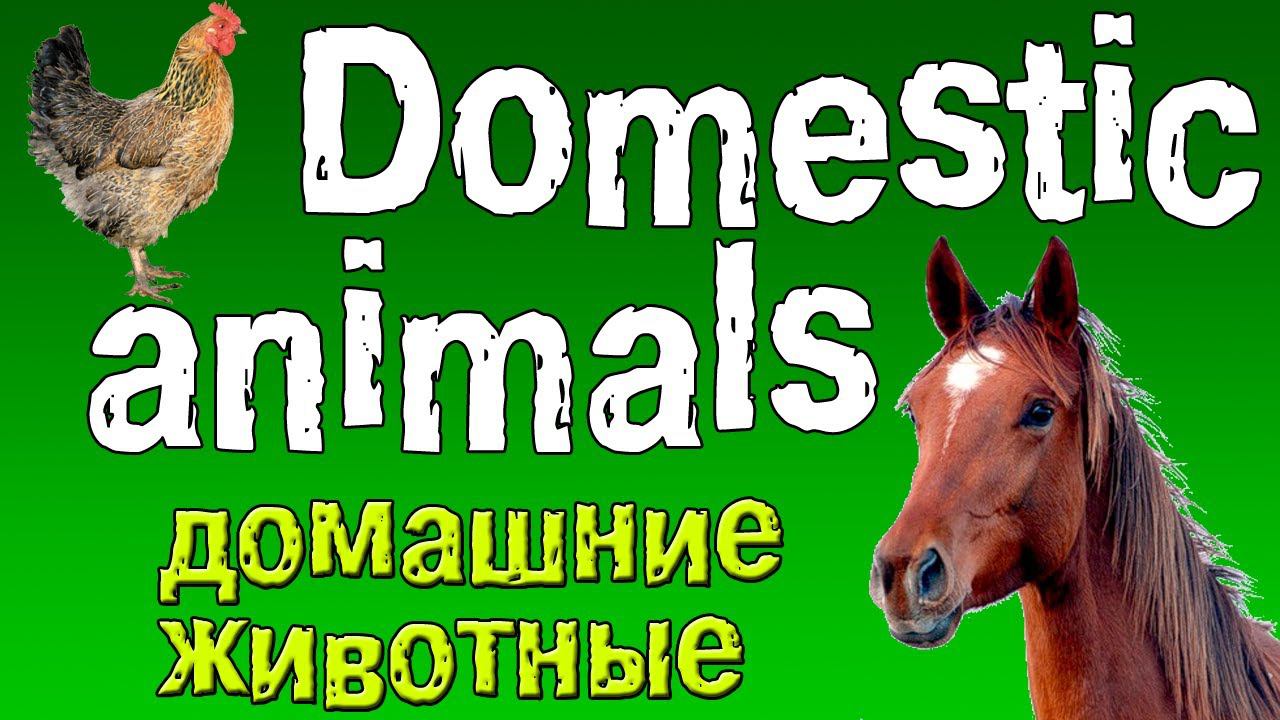 Английский для начинающих.Домашние животные на английском языке. смотреть онлайн