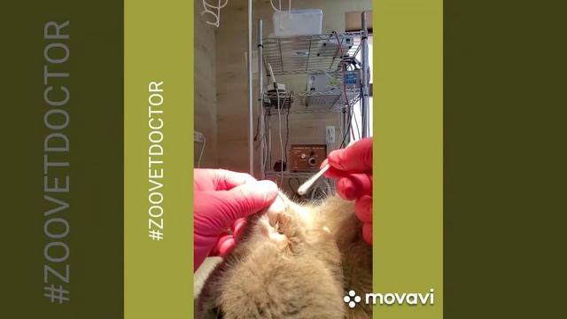Рекомендации как чистить уши собакам и кошкам #zoovetdoctor советы ветеринара Дмитрия Ушакова блог смотреть онлайн