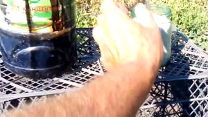 подкормка однолетнего саженца винограда