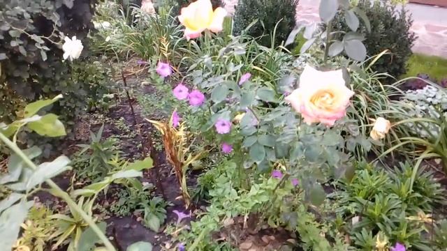 Осенний сад ? 13 сентября 2018. # плющ # трициртис# лен# пиерис смотреть онлайн