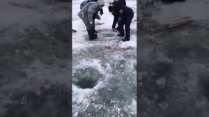 Браконьеры багрят сомов на зимовальной яме....