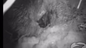 Жизнь бобров зимой