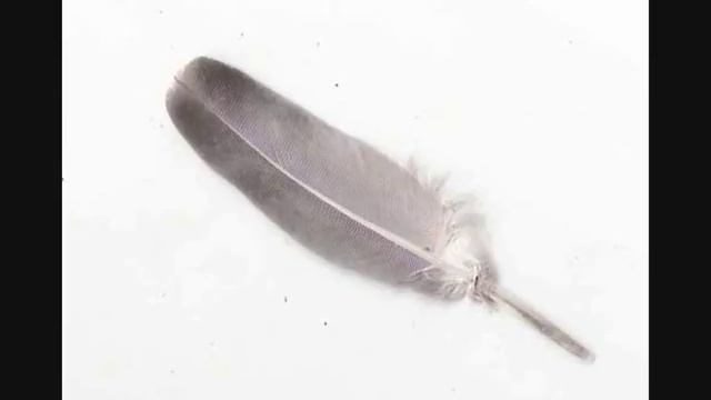 Forrest Gump (Feather Theme) смотреть онлайн