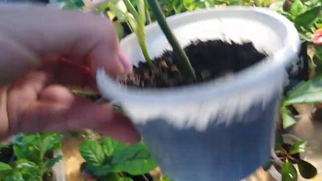 Комнатные растения . Обзор декоративно-лиственных растений на цветочной выставке. Часть 2. смотреть онлайн