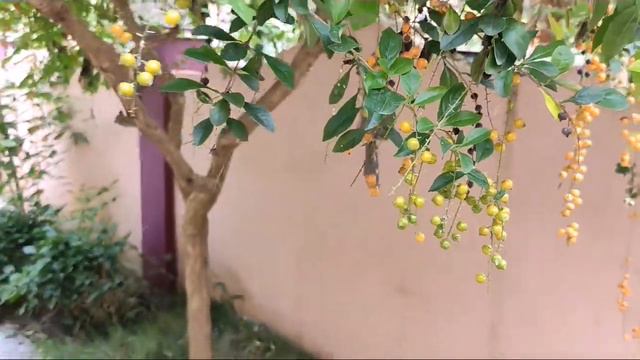 Home Garden...అందమైనచెట్టు. смотреть онлайн