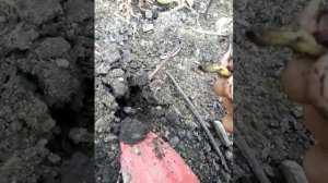 Мини клубни картофеля из черенков