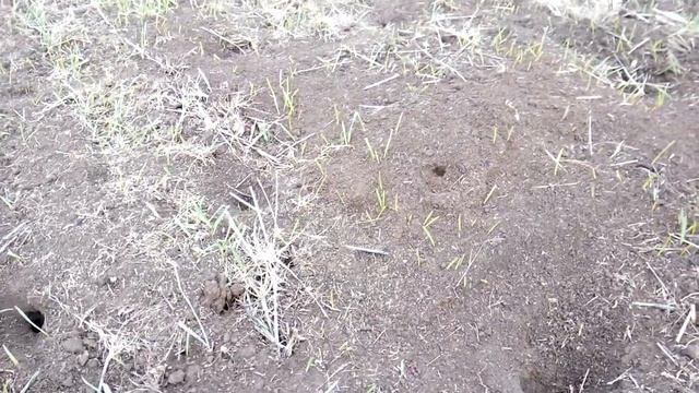 Состояние озимого ячменя на 13.12.2021, посеянного сеялкой ALLIGATOR 2,5-2M. Сорт "Метелица".