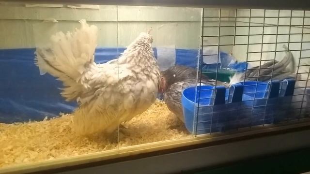 Малазийская серама. смотреть онлайн