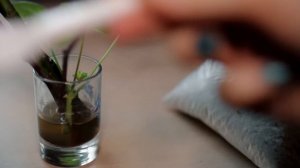 Укоренение розы из букета . Цветы на 8 марта. Как посадить розы.