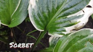 Хоста сорт Sorbet....#хоста#Sorbet#осень#красныецветоносы#