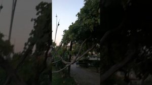 Виноград парк Турция