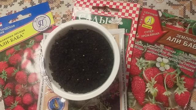 Выращивание земляники из семян. Надежный и легкий способ, без стратификации.