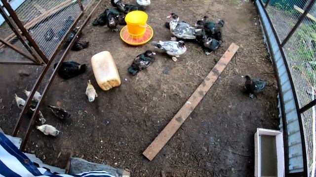 ЧЕМ ЗАКОНЧИЛОСЬ? [пол тонны удовольствия] На дачу! смотреть онлайн