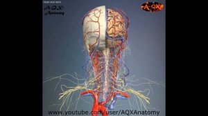 3D Анатомия человека - голова и шея, вид сзади.