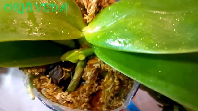 Орхидеи_ Результаты применения удобрений GROW MORE смотреть онлайн